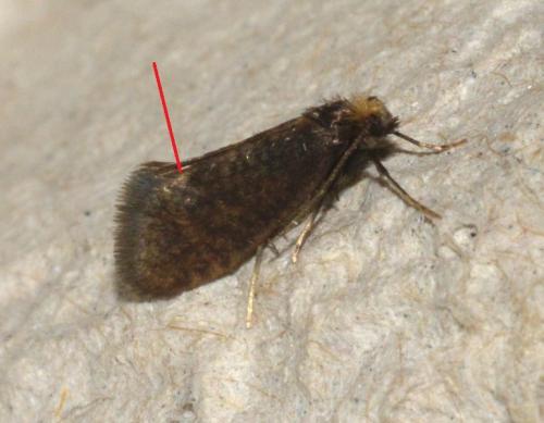 Taleporia tubulosa